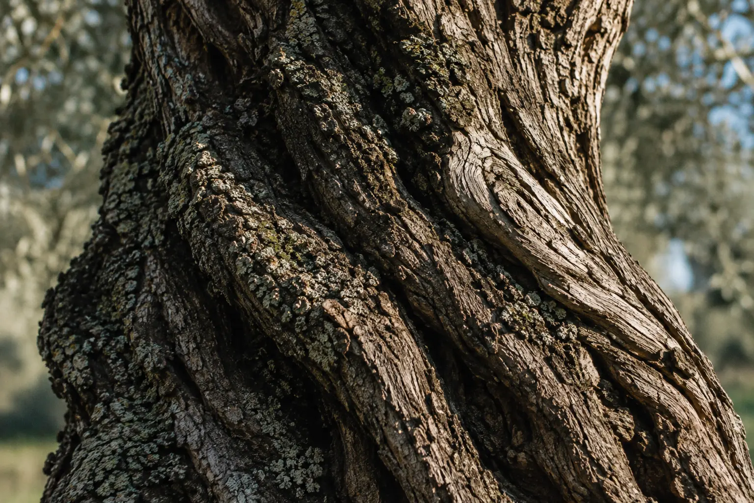 Detalhe do tronco de uma oliveira